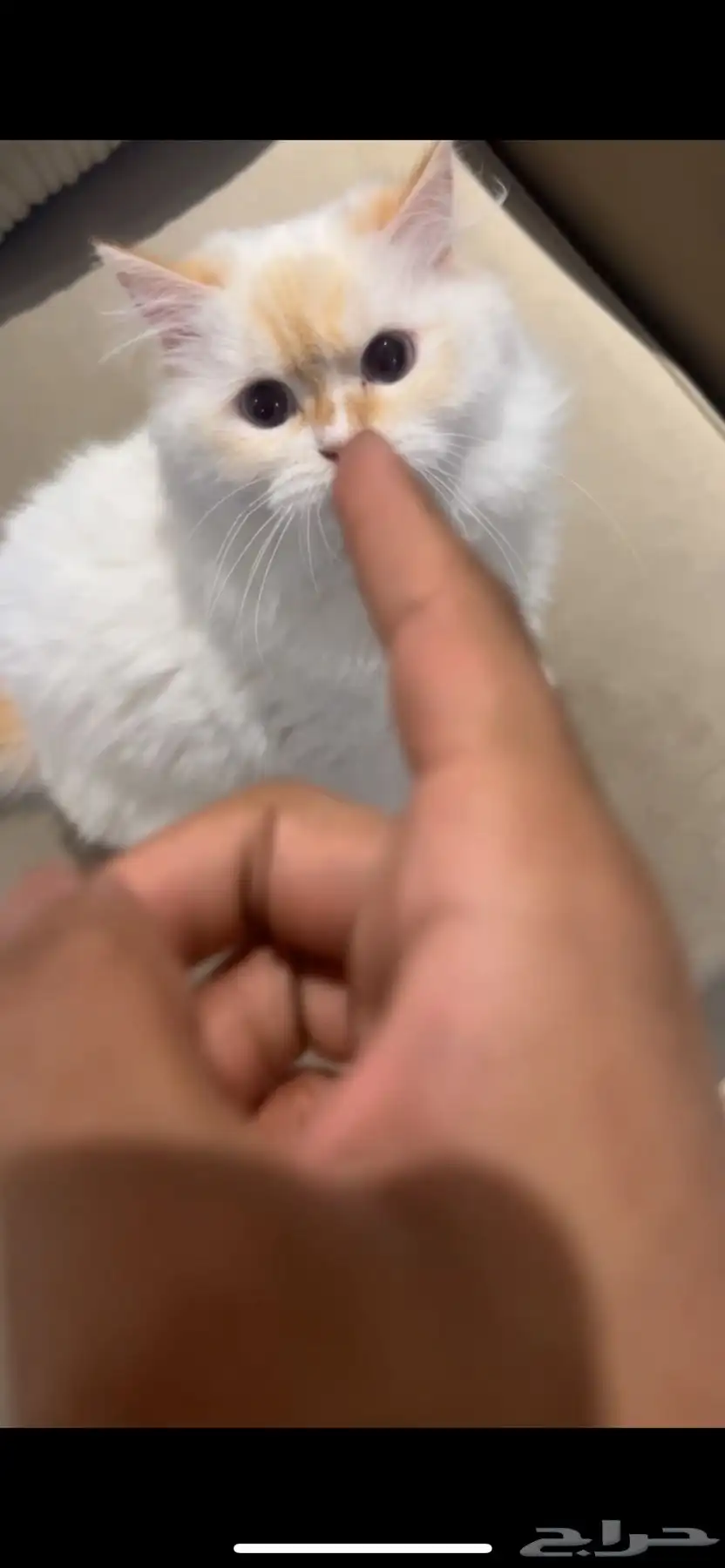 انثى للتبني 2