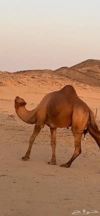 بعير جمل ساحلي(( تم البيع )) 3
