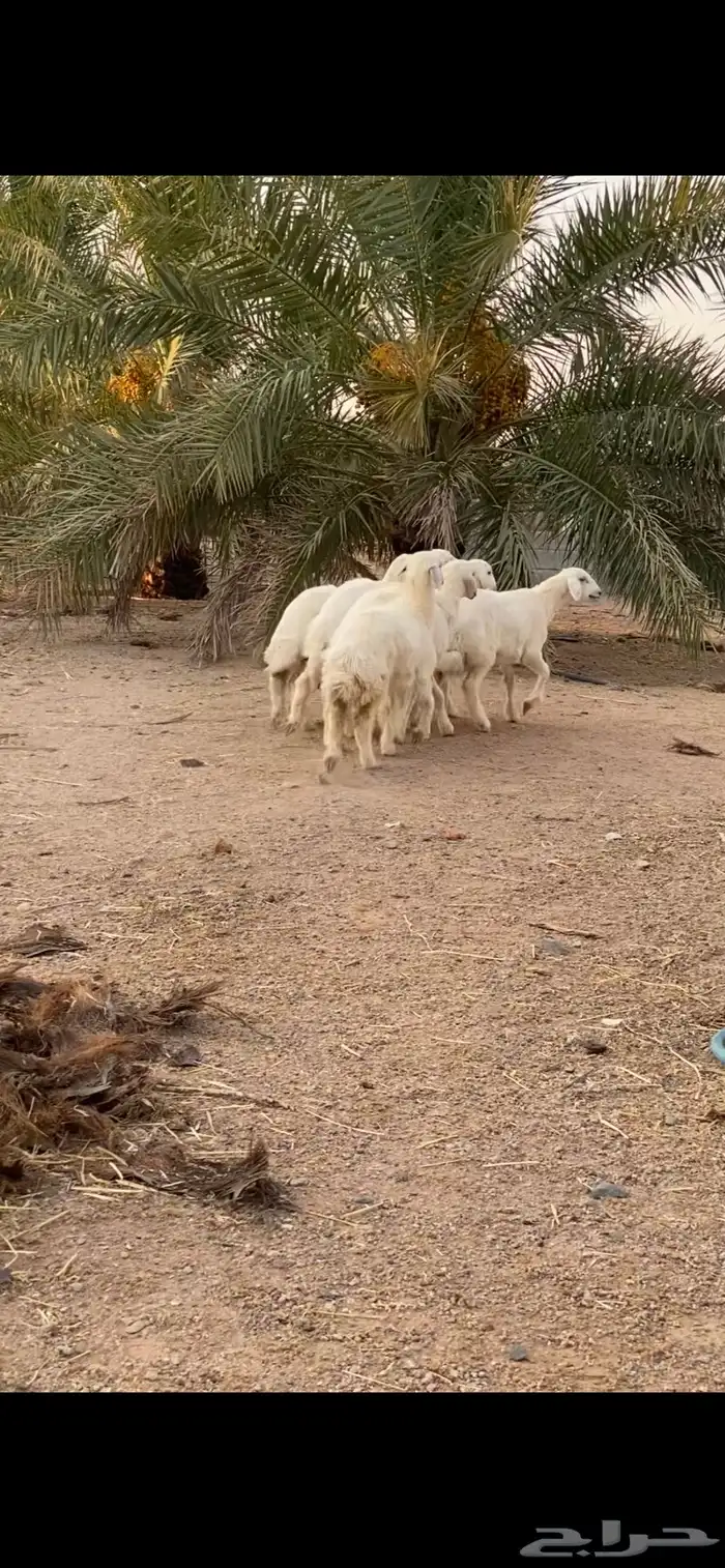 رخال حريه كفو تم تم للبيع 0