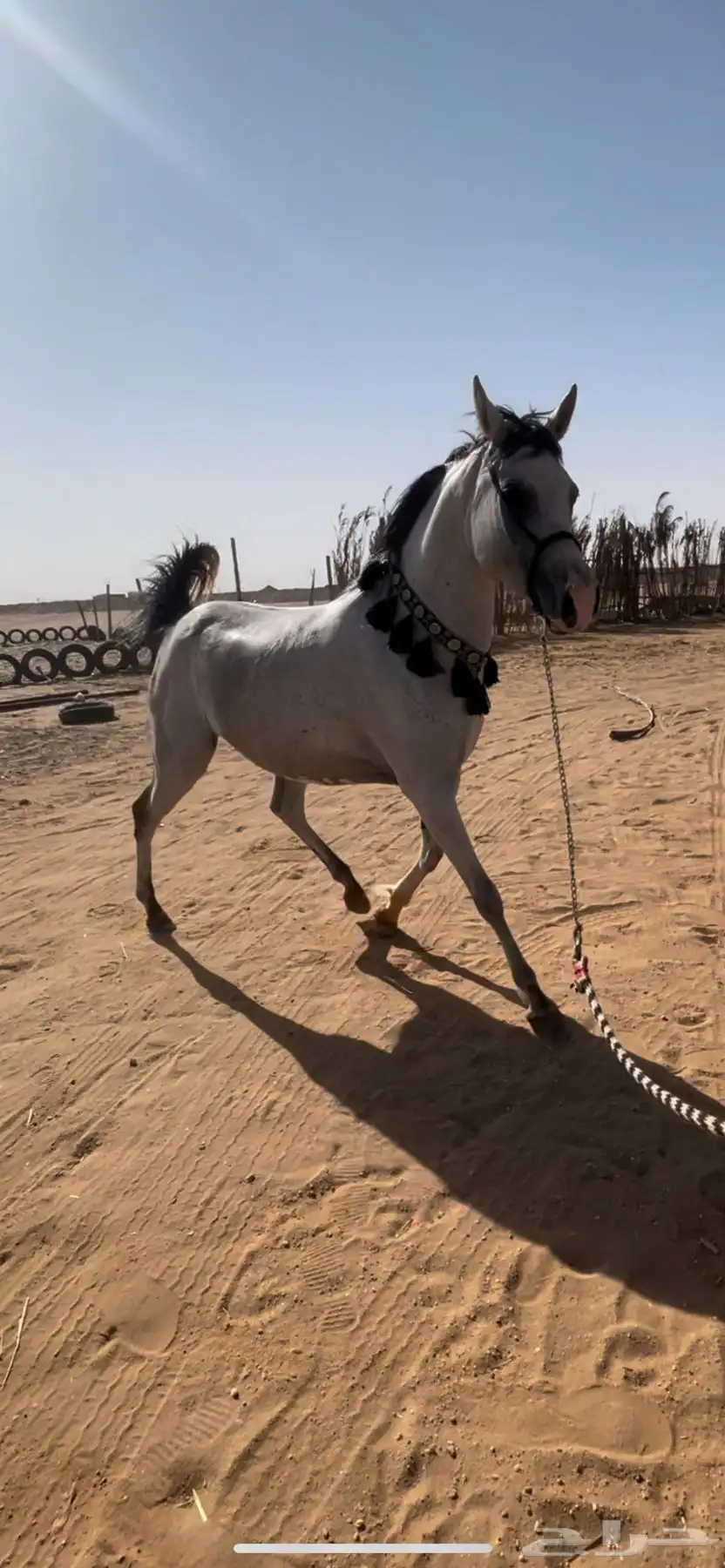 فرس واهو 3