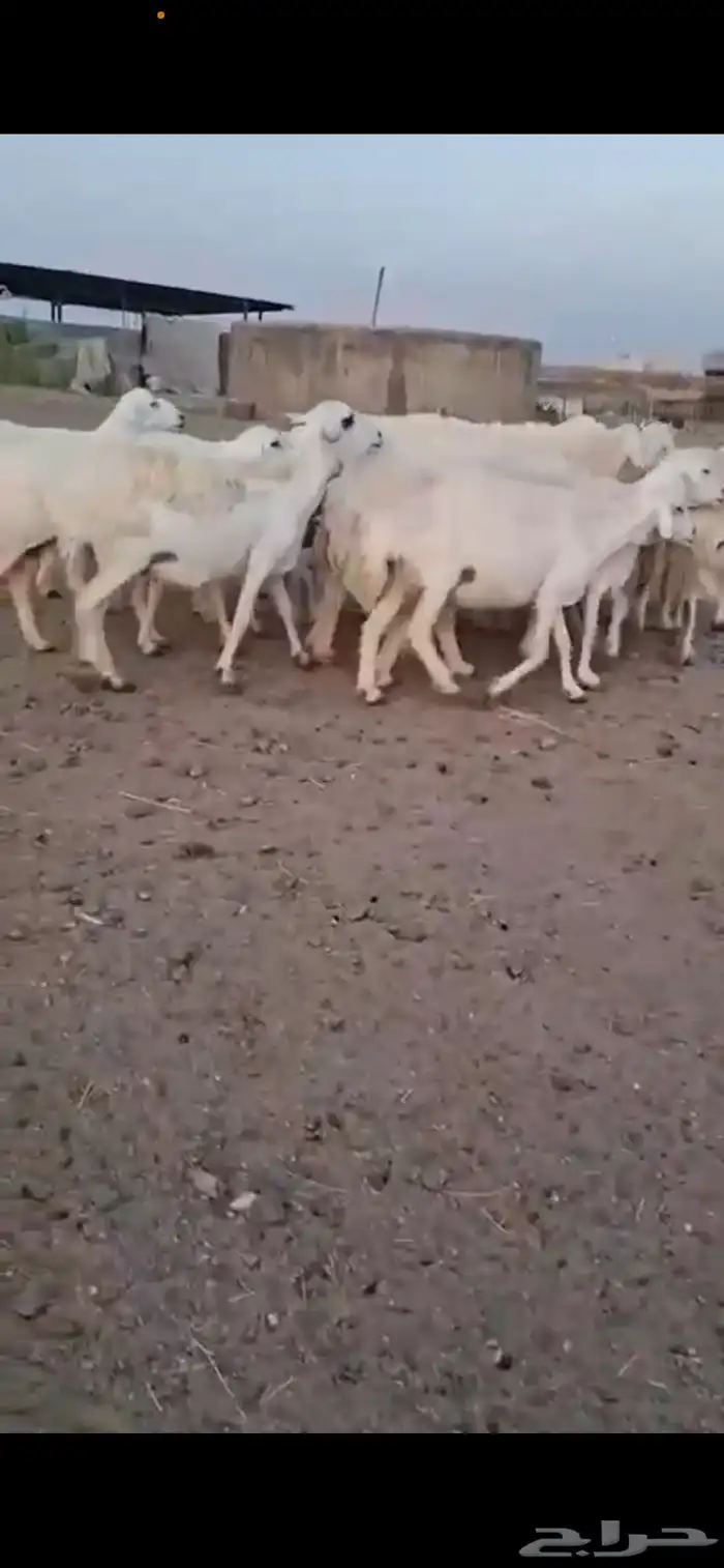 غنم صنف وغنم مراح واحد شرح وشعره حرش دفيع على ولاد كلها 1