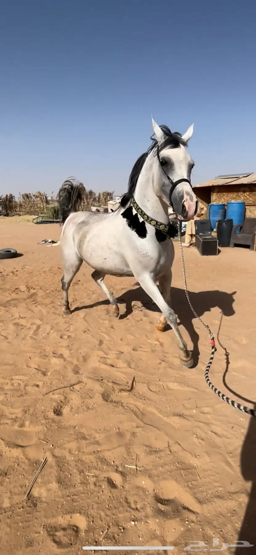 فرس واهو 0