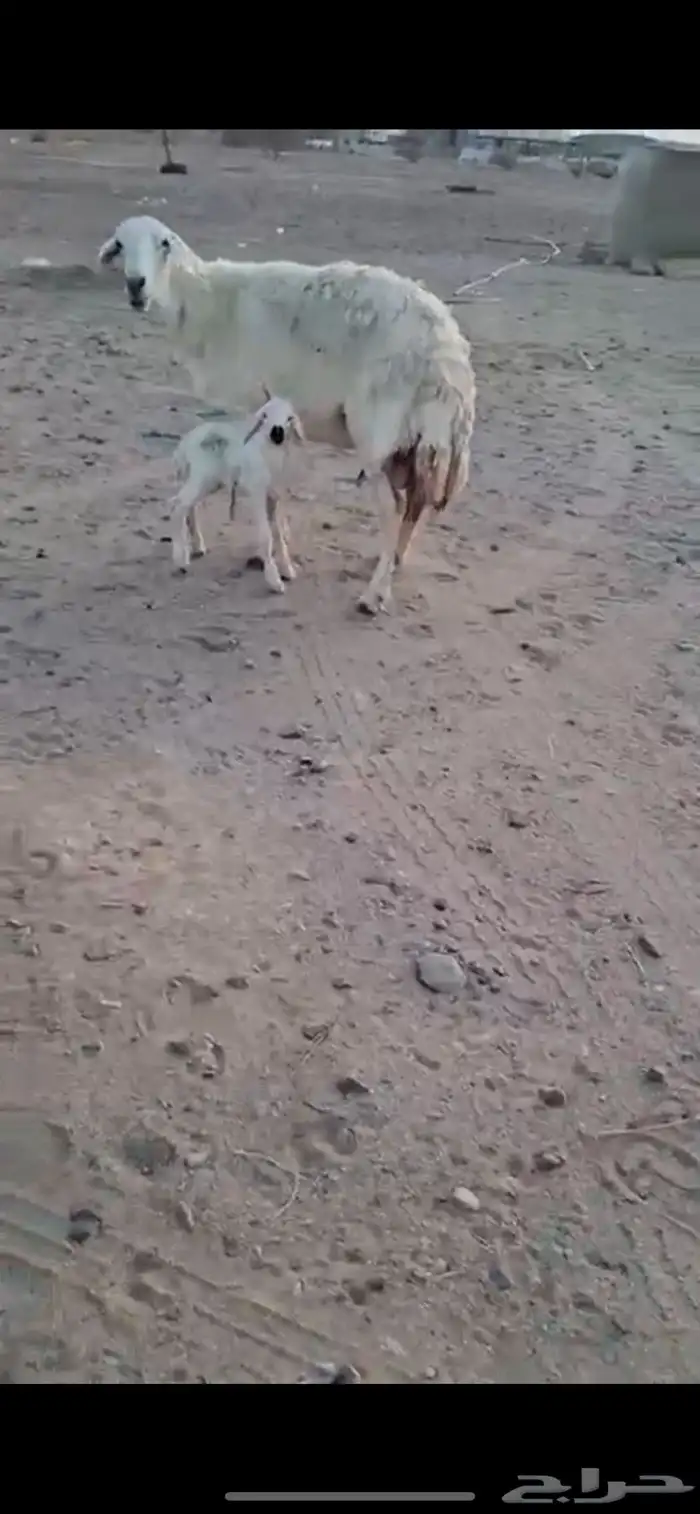 غنم صنف وغنم مراح واحد شرح وشعره حرش دفيع على ولاد كلها 3