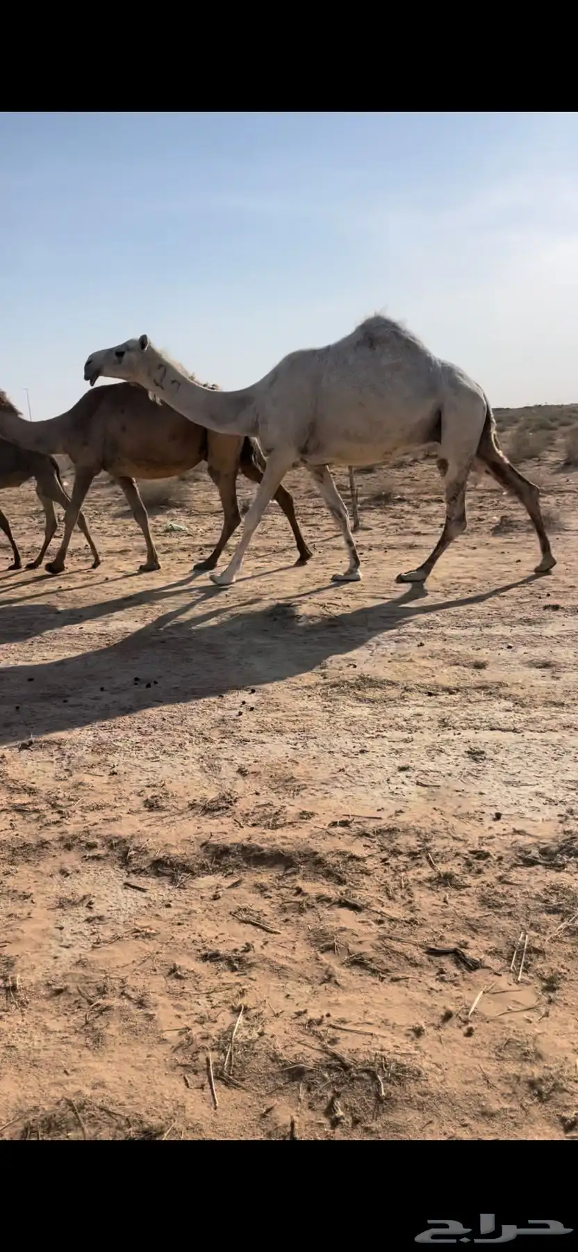 لقحة كفووو 2