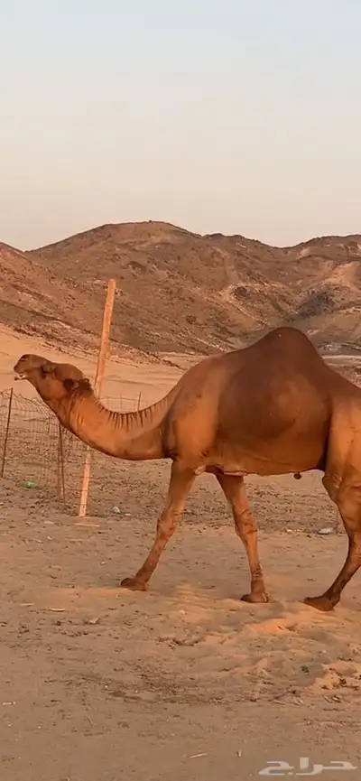 بعير جمل ساحلي(( تم البيع )) 2