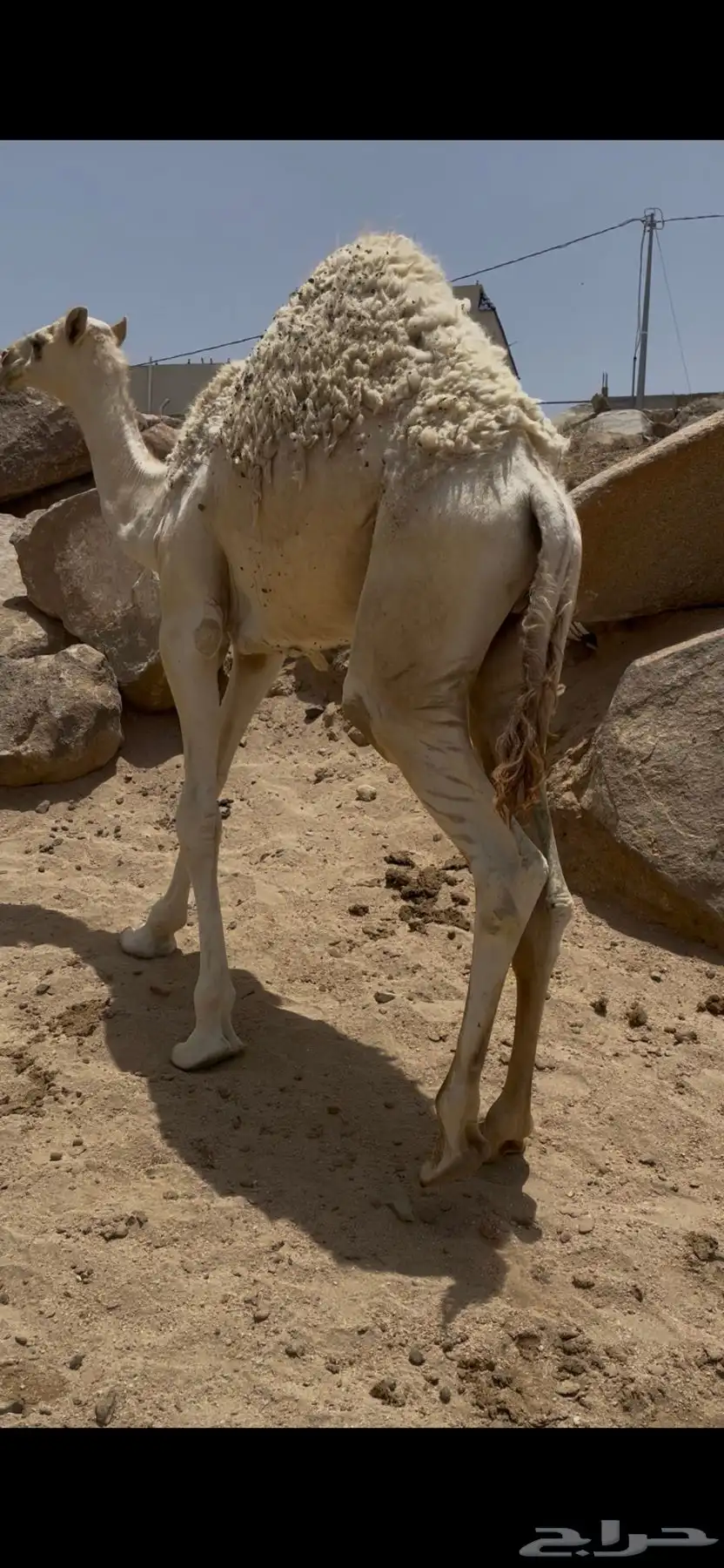 قعود 0