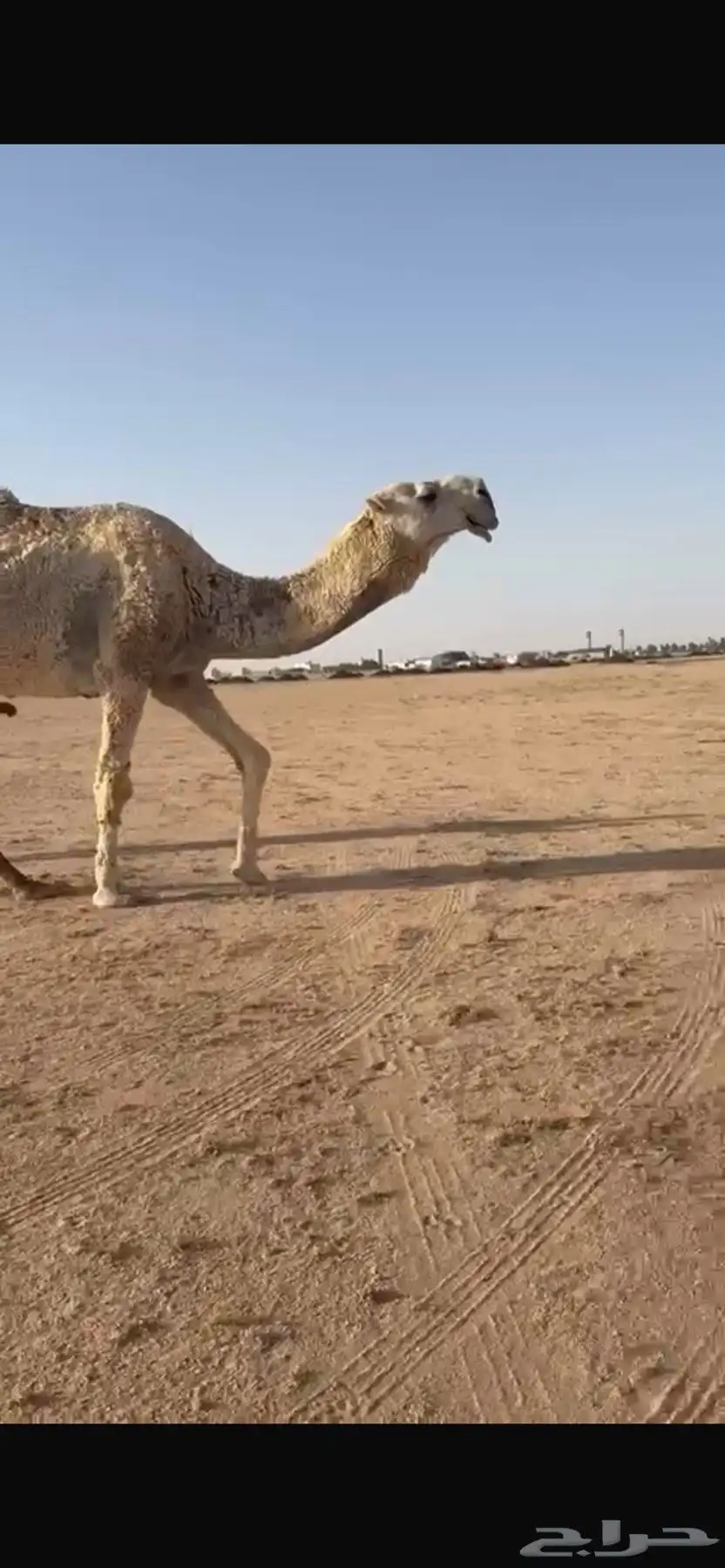 فحل تمامي كفوو 0