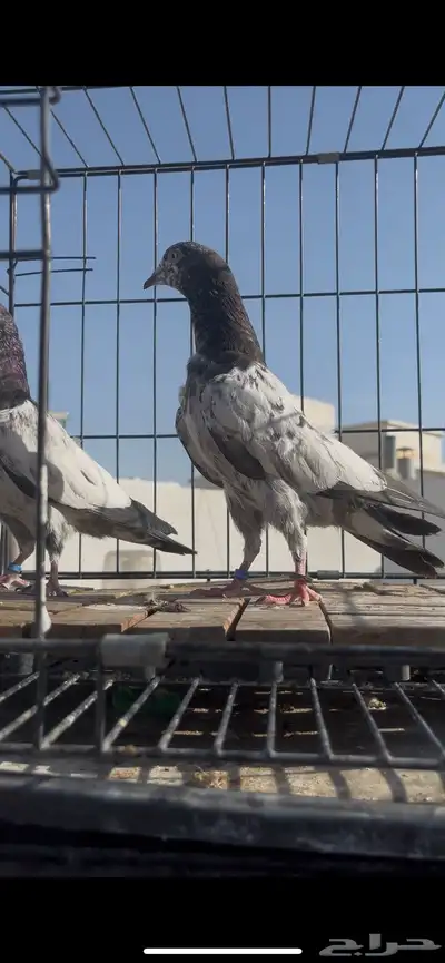 طبات حمام سخي تم البيع 2