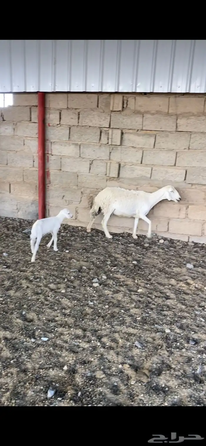 رخل ثنيه 0