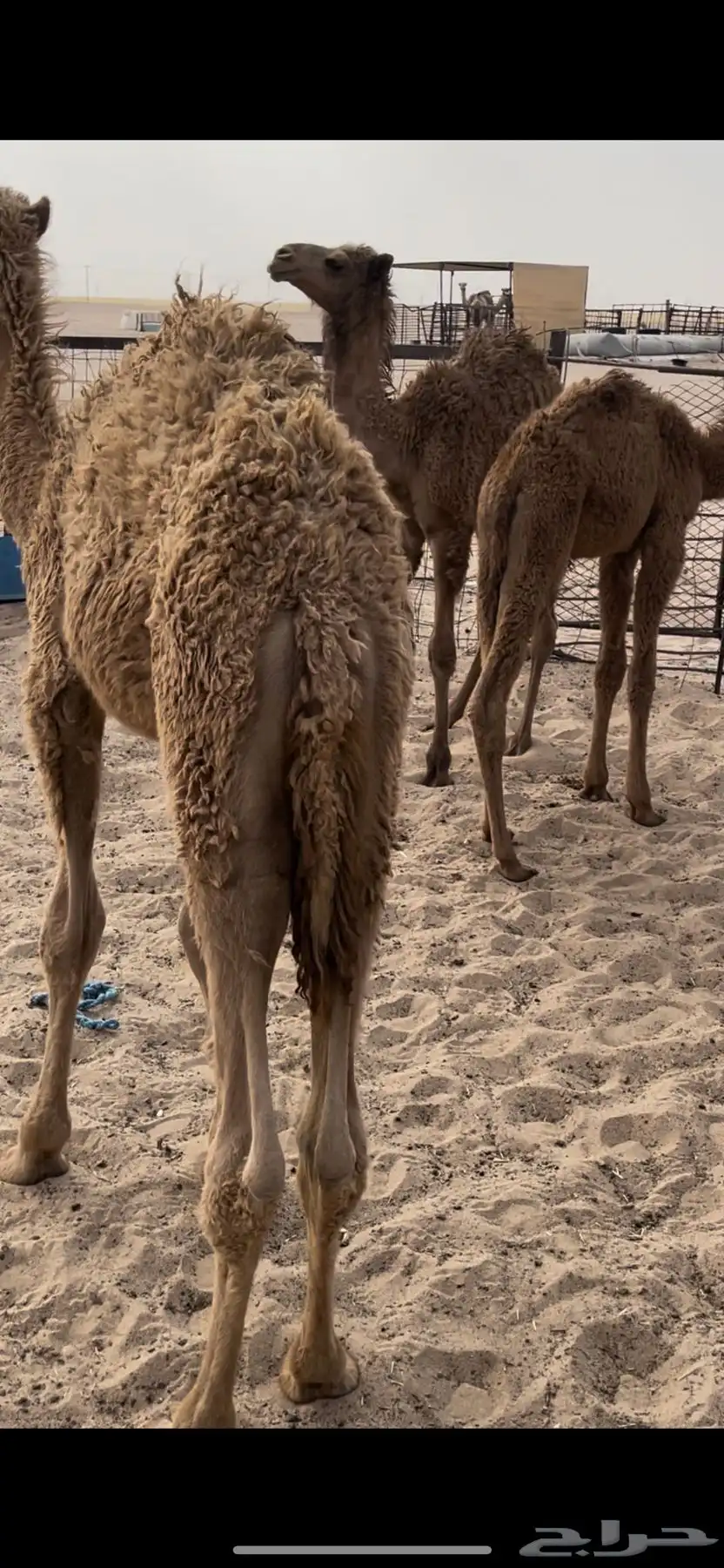 البيع حشو تربيع 0