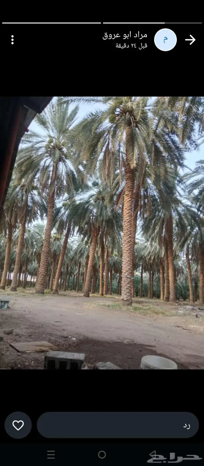 تكريب تنظيف النخل علاج السوس 1