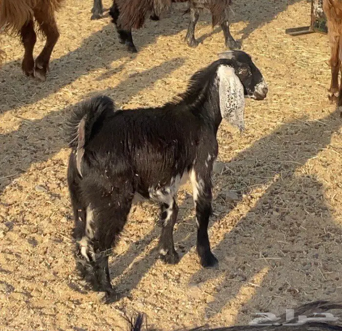 مكه المكرمه 0