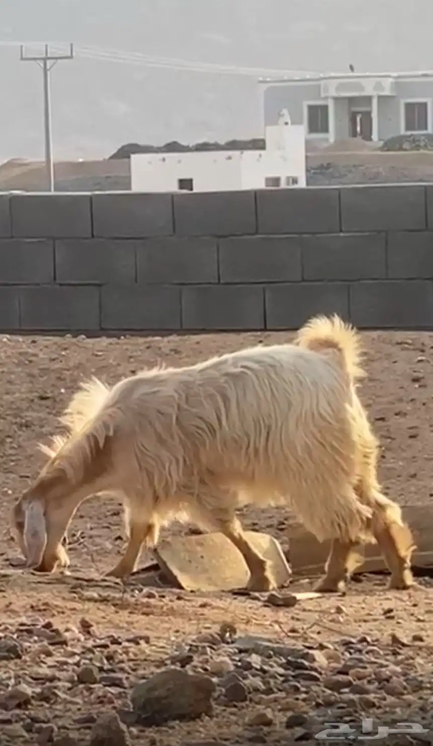 عنز 0