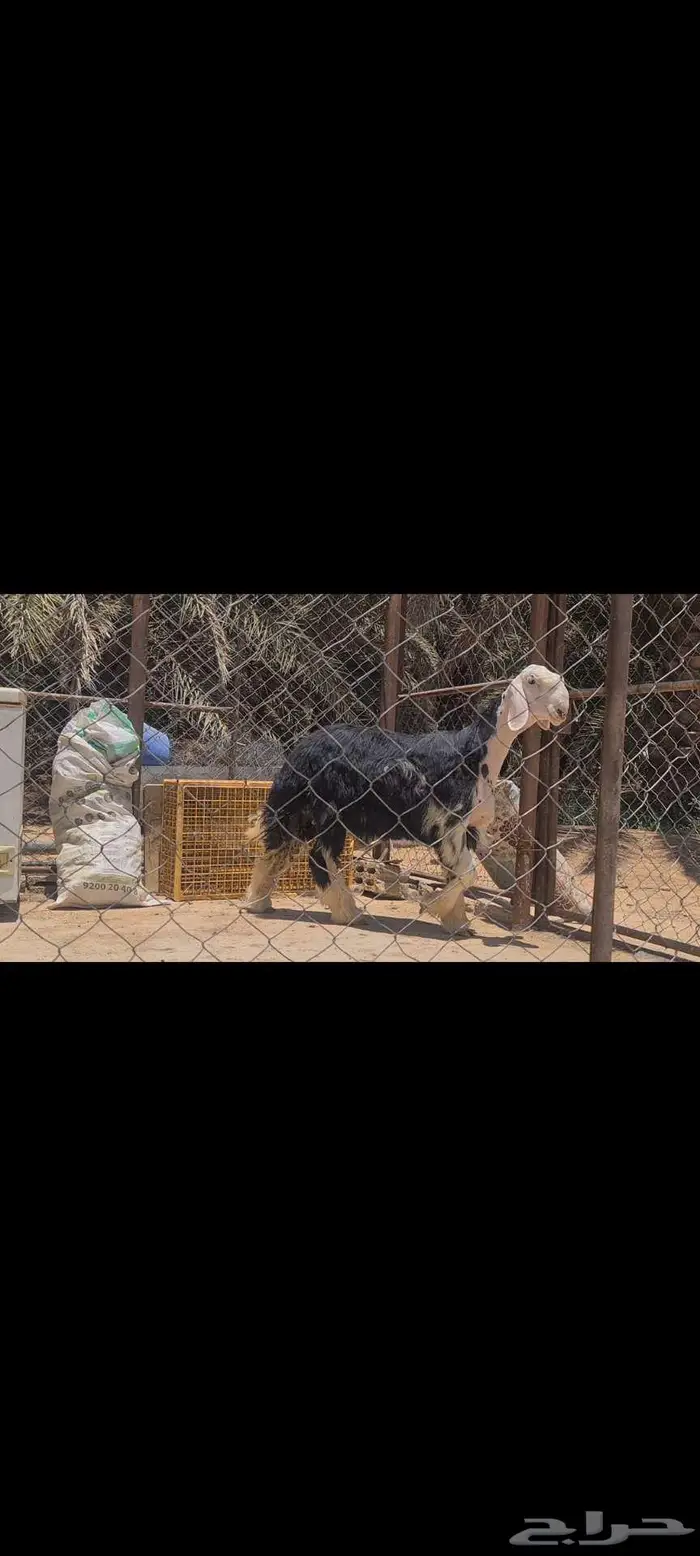 (تم البيع)مشروع فحل نجدي معرف 2