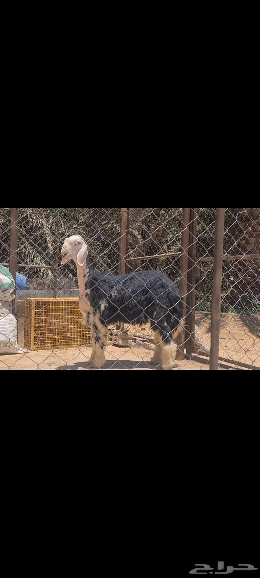 (تم البيع)مشروع فحل نجدي معرف 1