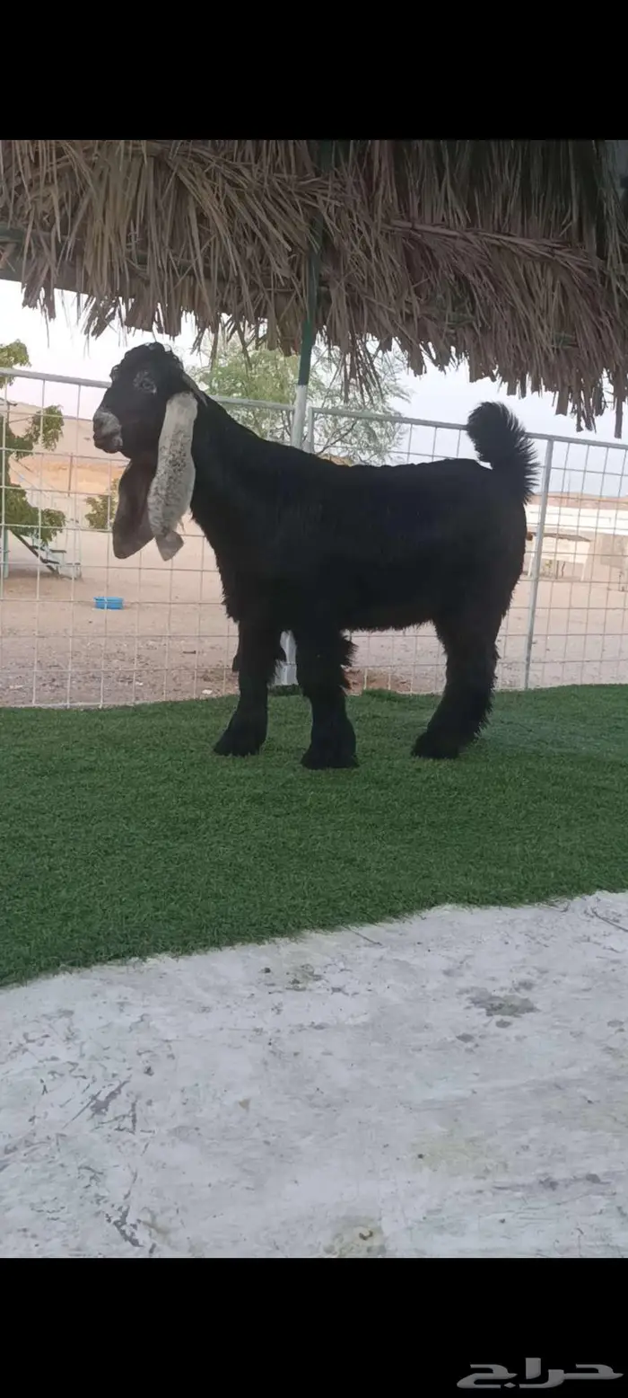 للبيع مشروع فحل عارضي صنف 1