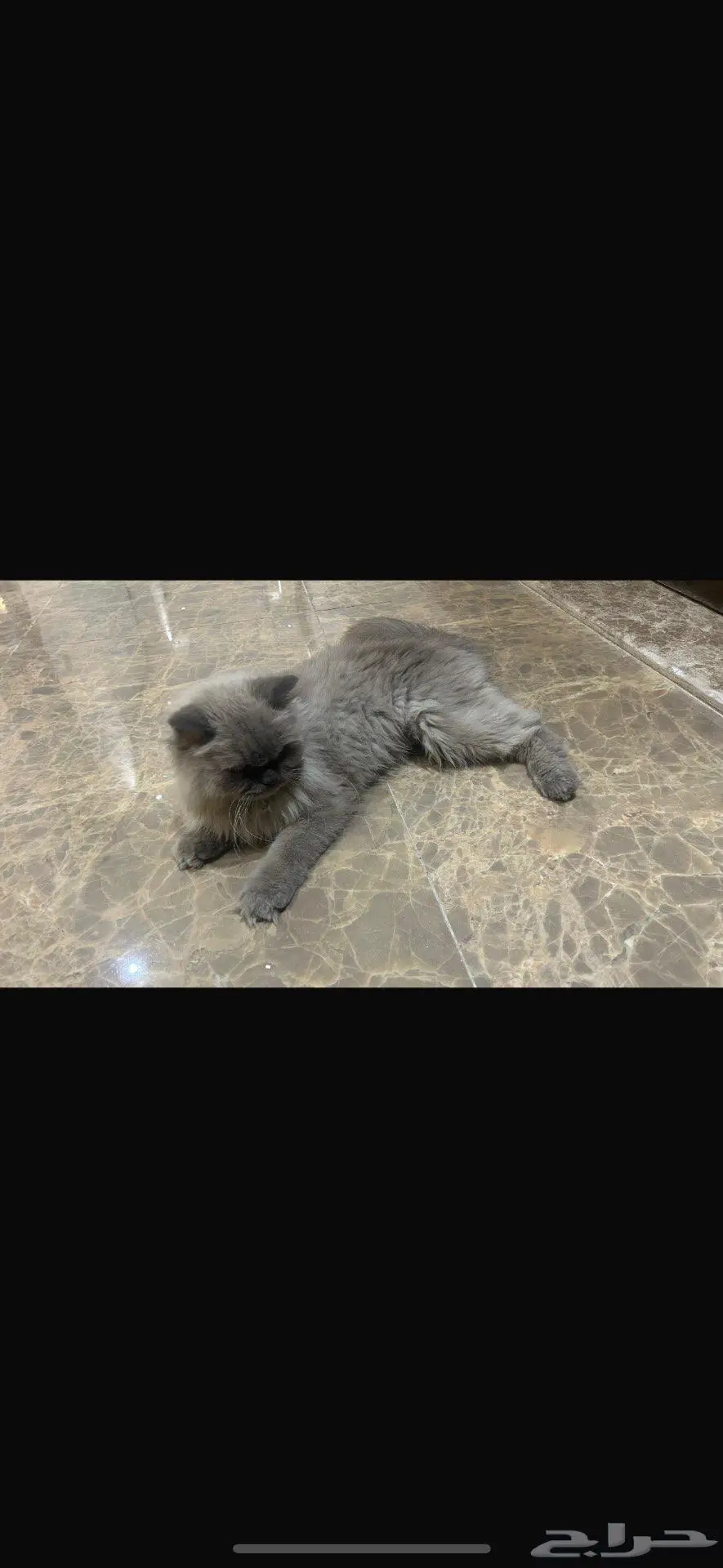 قطه 0
