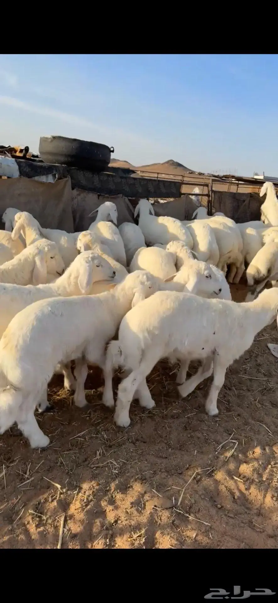 بهم حري فاخر 0