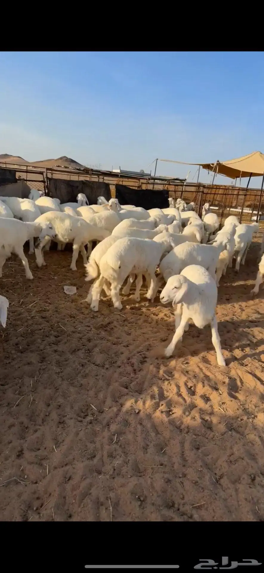 بهم حري فاخر 1