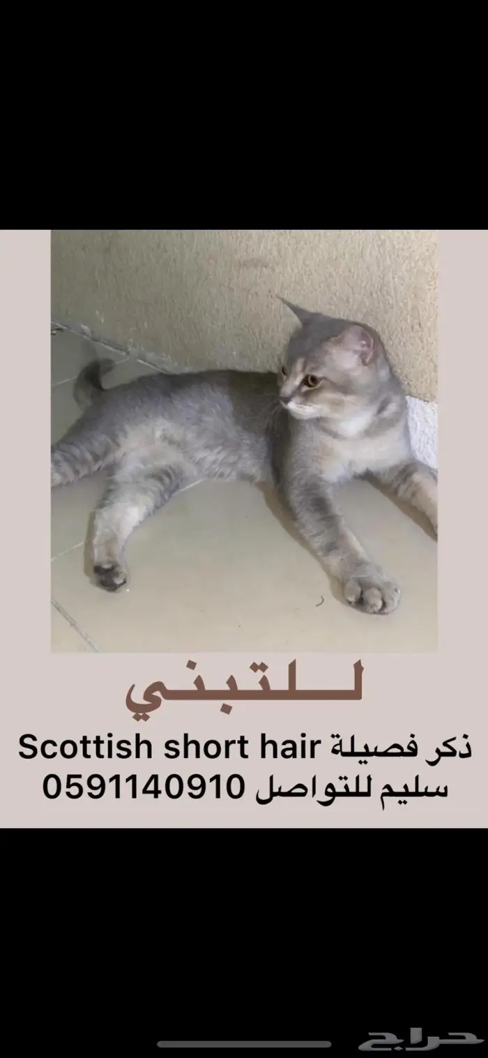 قط صغير للتبني و قط شورت هير للتبني 0
