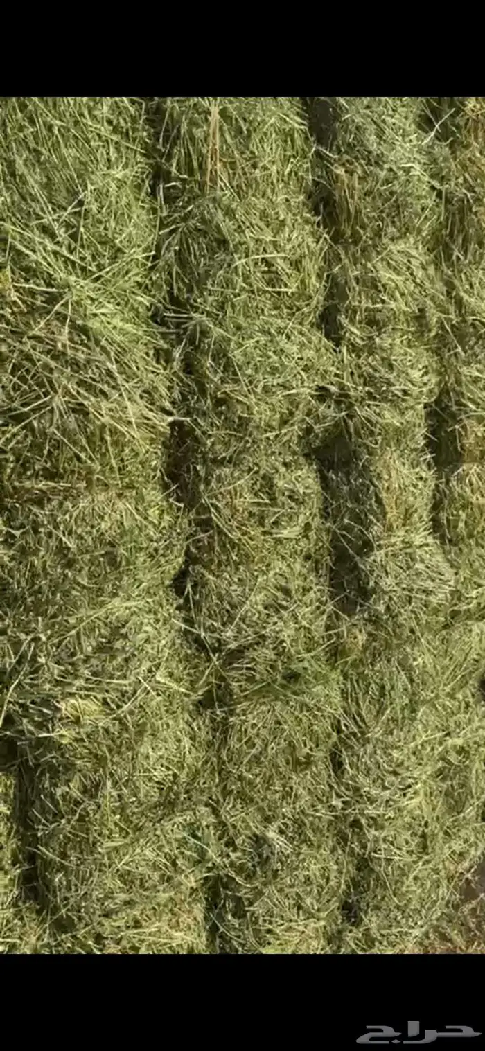 برسيم صافي 0