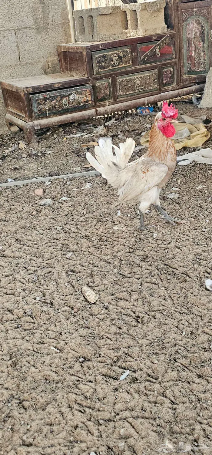 ديوك للبيع 4