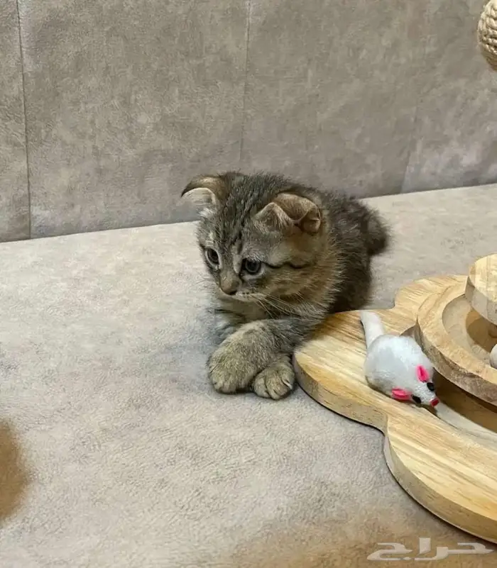 قط من نوع سكوتش فولد 0
