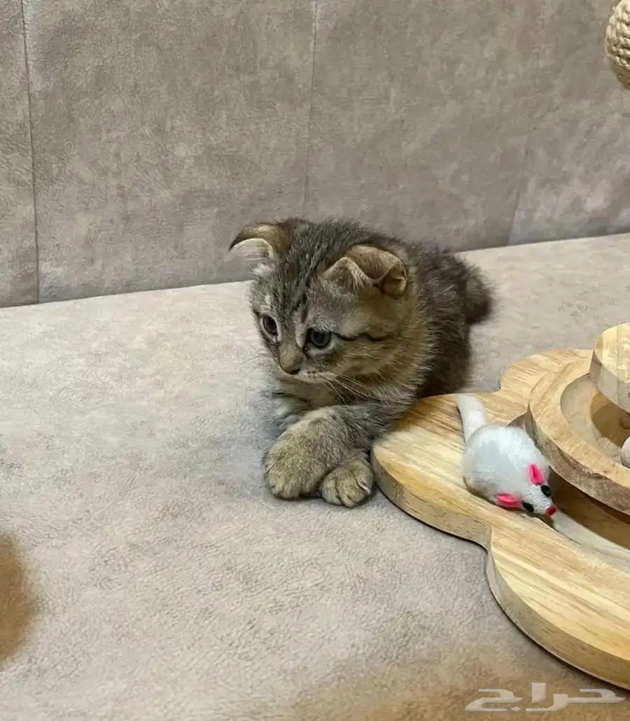قط من نوع سكوتش فولد 0