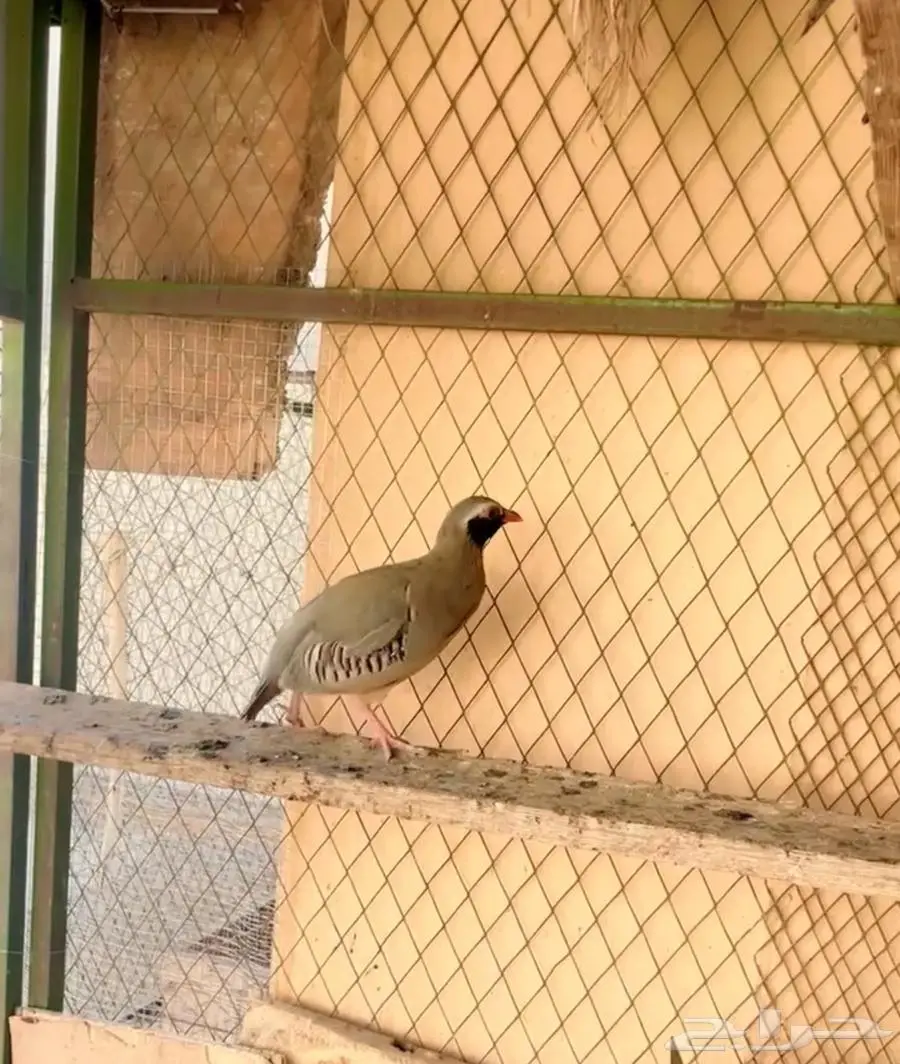 حجل ابو خد اسود 0