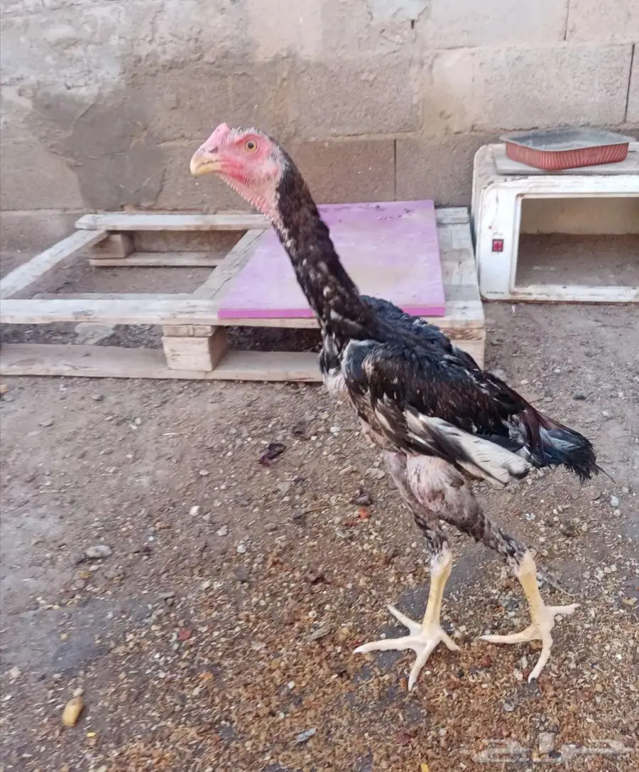 ديك شامو ياباني 0