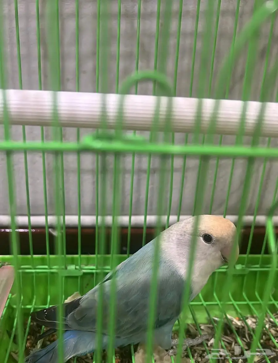 طيور 0