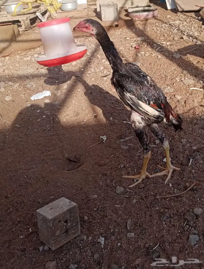 ديك شامو ياباني 4