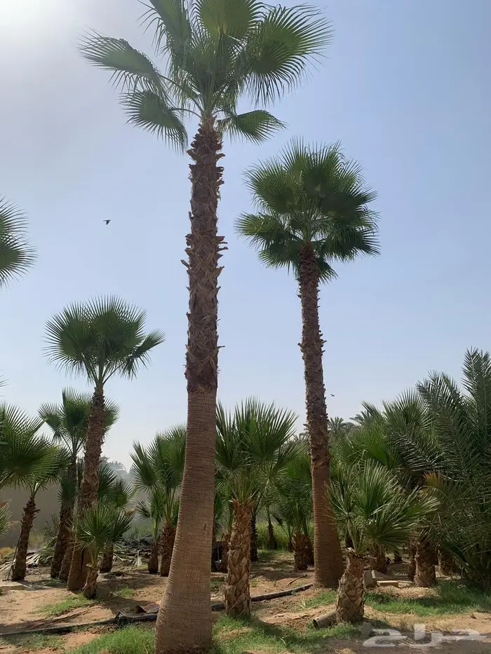 عرض مميز نخل واشنطونيا عدد2 0