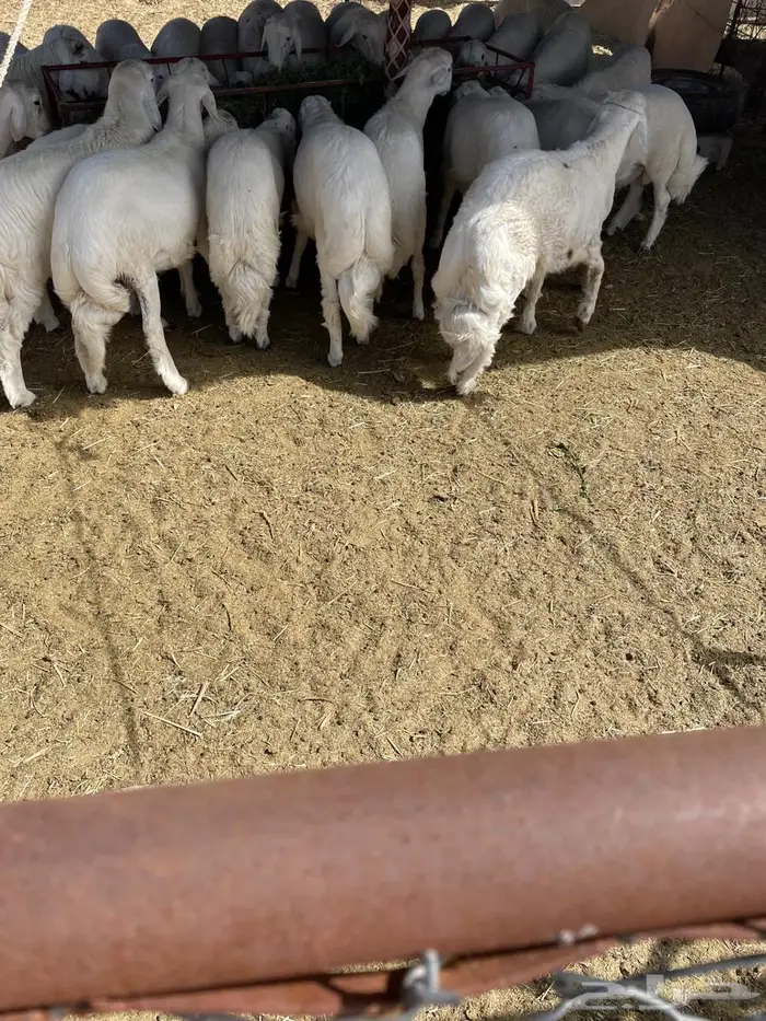 خرفان للبيع العدد 50مشروط الموقع السليل 0