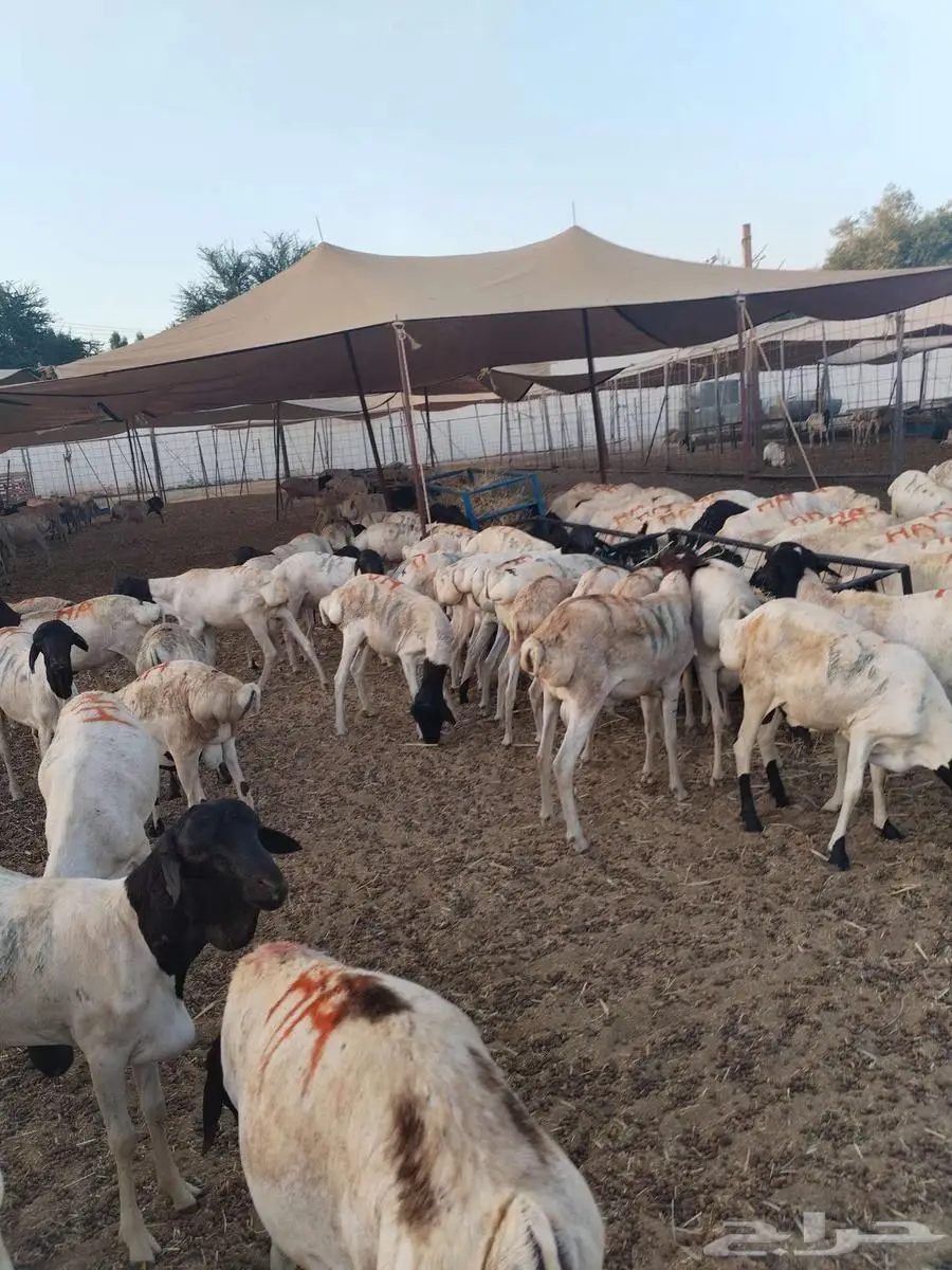 طليان بربري وتيوس السعر 500 6