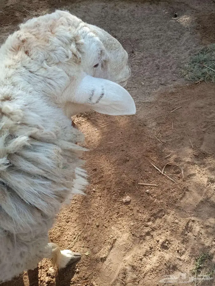 خروف للبيع صنف 3