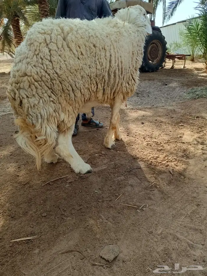 خروف للبيع صنف 1