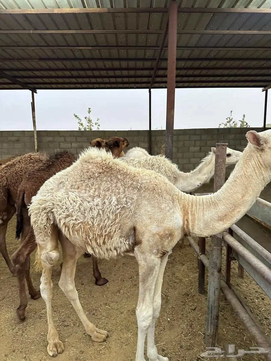 للبيع قعدان طيبة 3