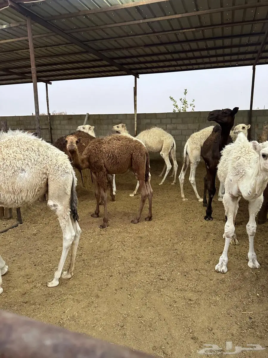 للبيع قعدان طيبة 5