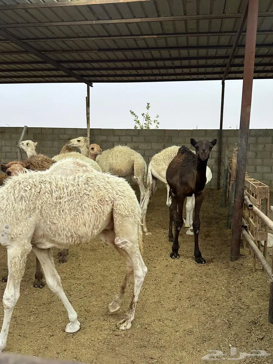 للبيع قعدان طيبة 2