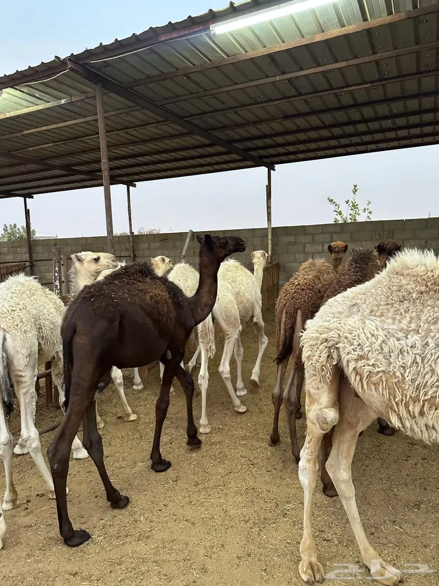 للبيع قعدان طيبة 4