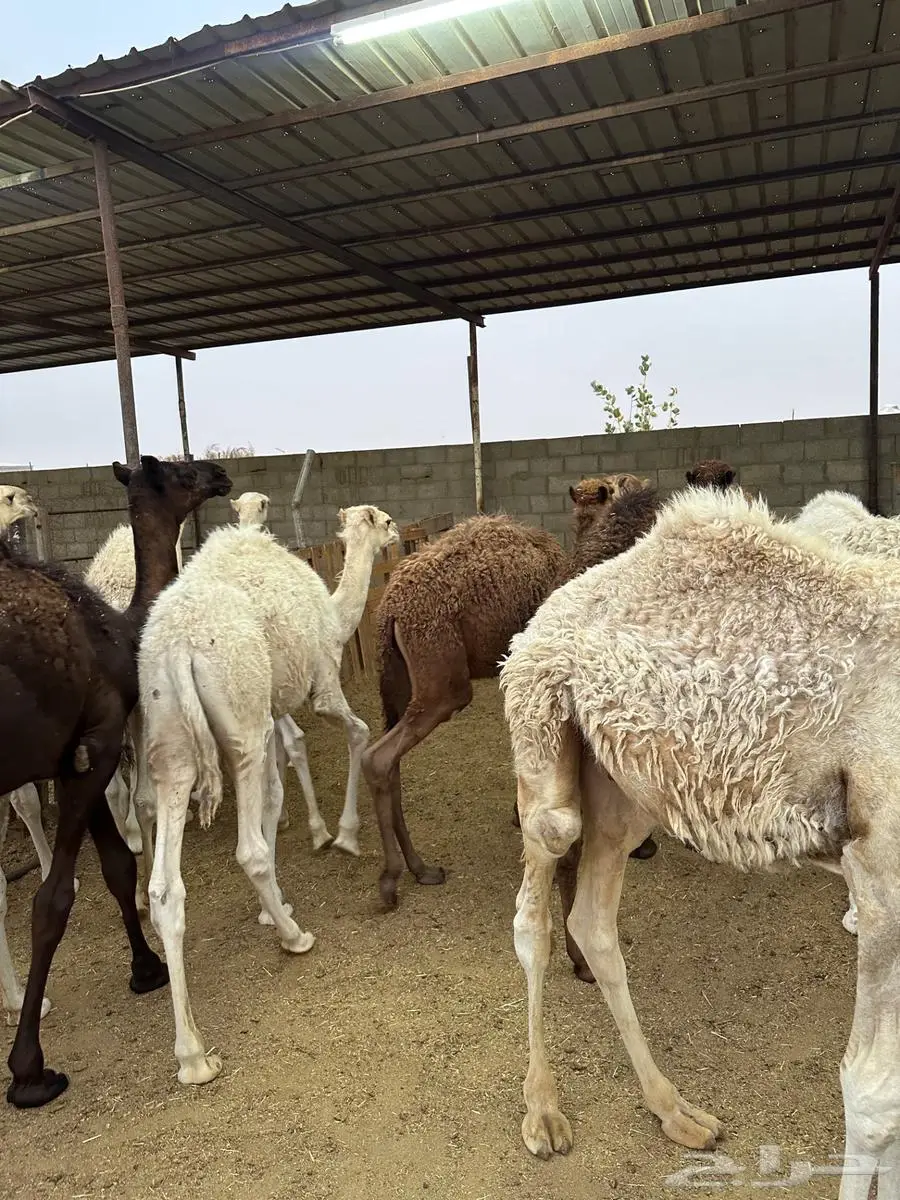 للبيع قعدان طيبة 6