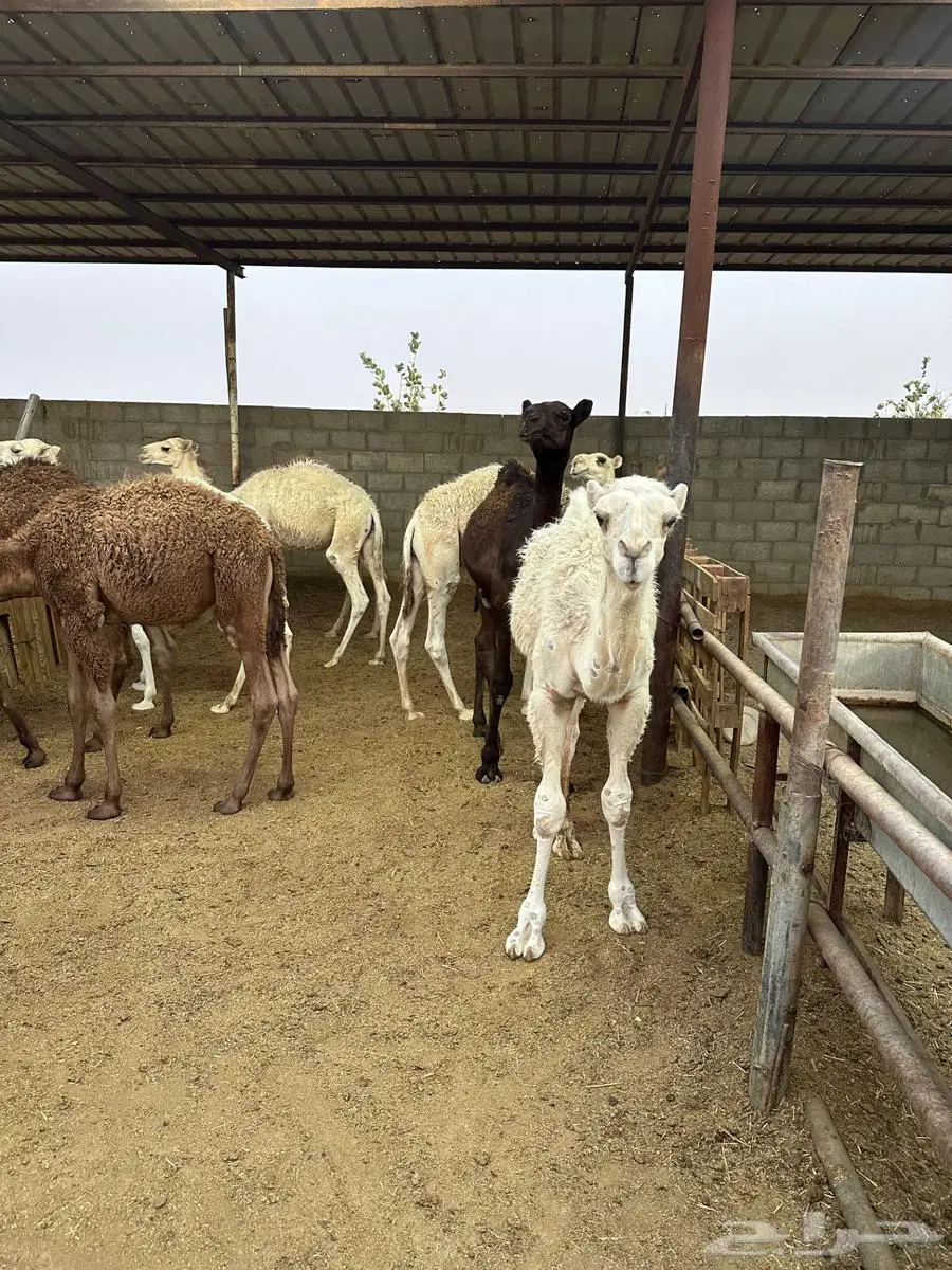 للبيع قعدان طيبة 0