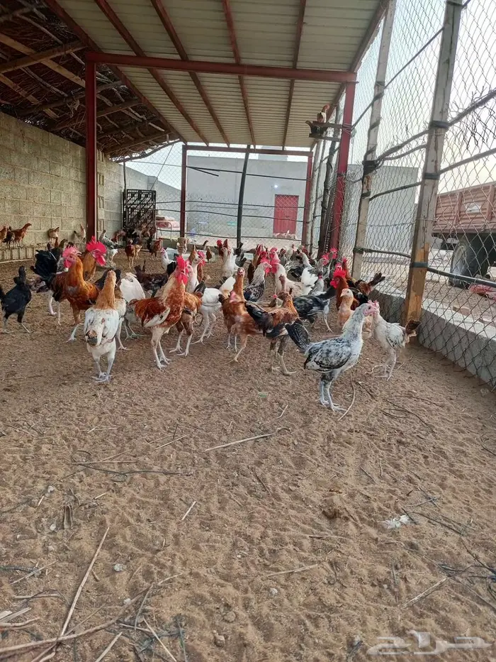 للبيع دجاج بلدي 2