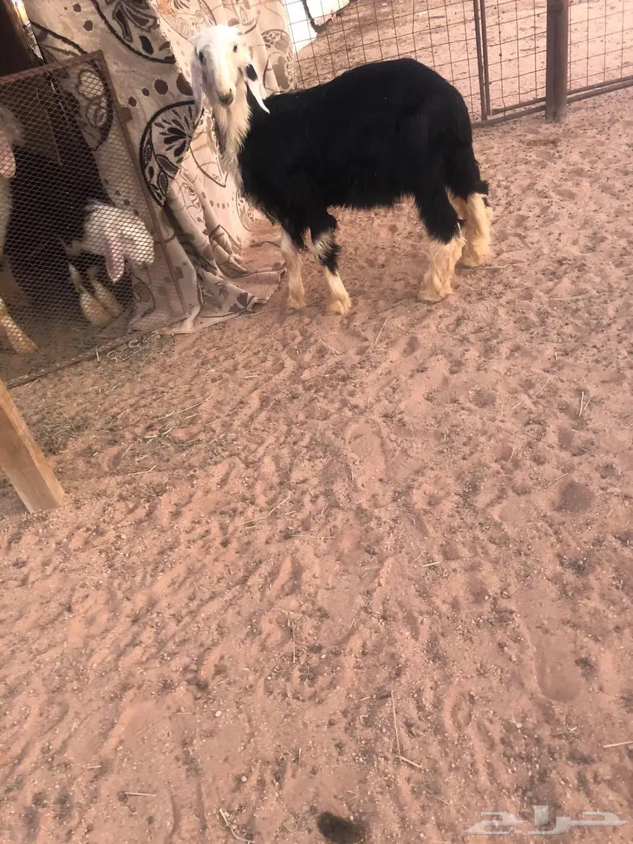 طلي عمره ثلاث شهور صنف الصنف 5