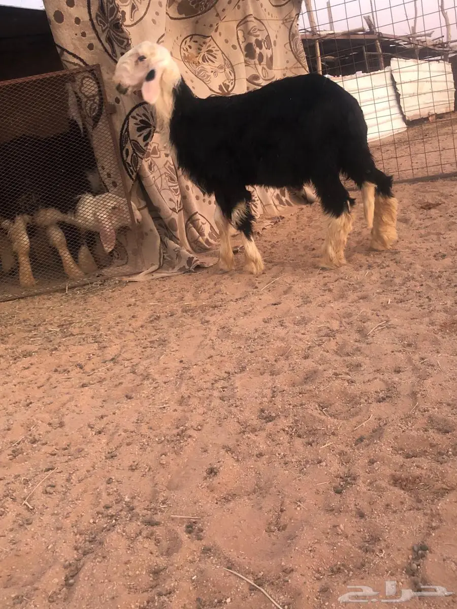 طلي عمره ثلاث شهور صنف الصنف 3