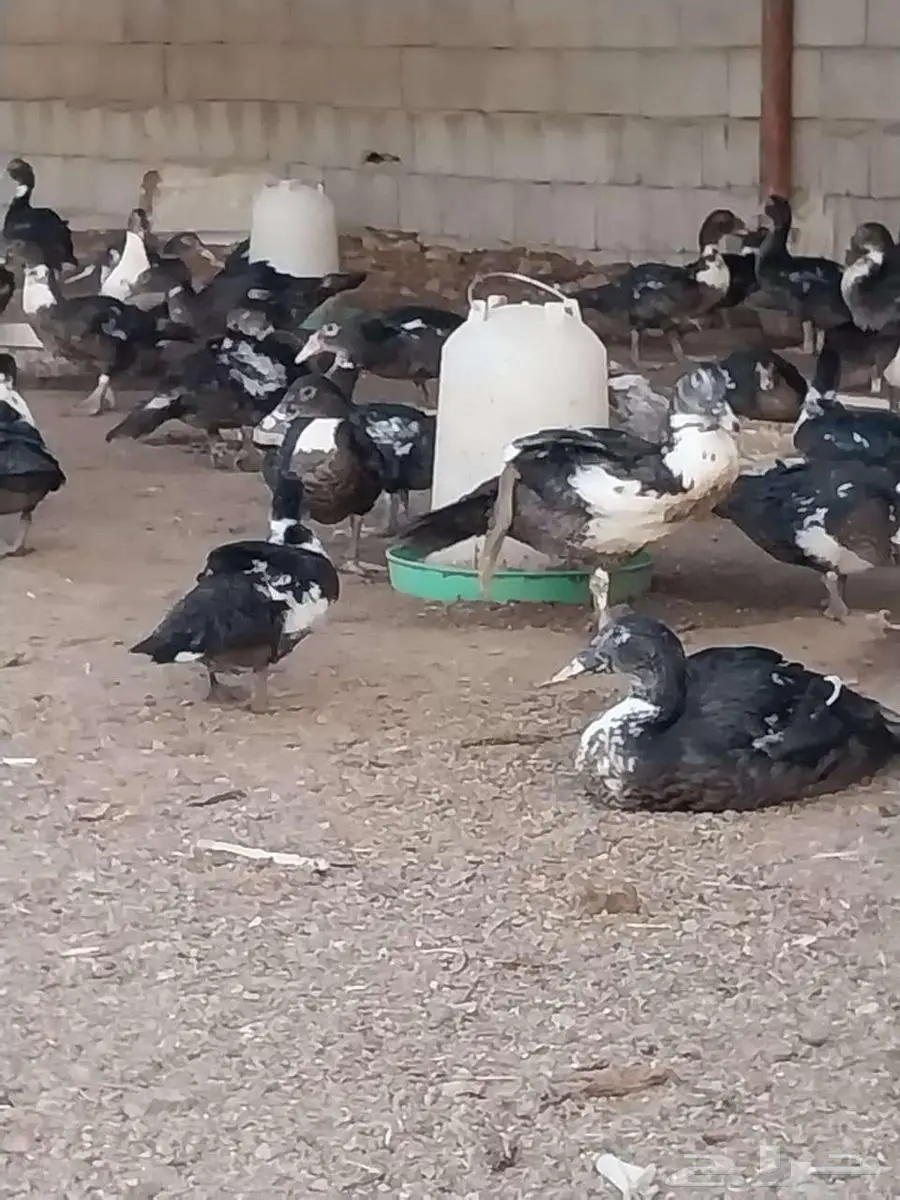 بط مصري 2