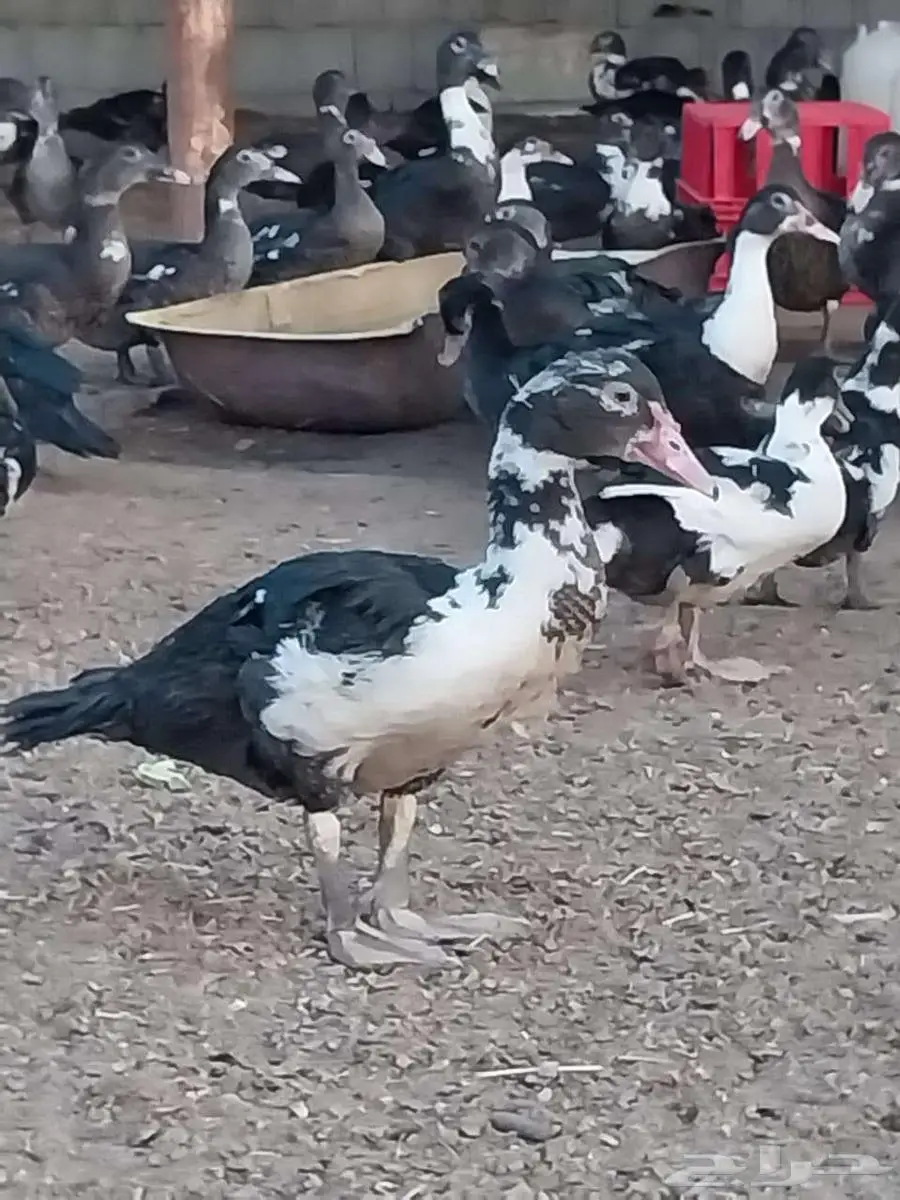 بط مصري 1