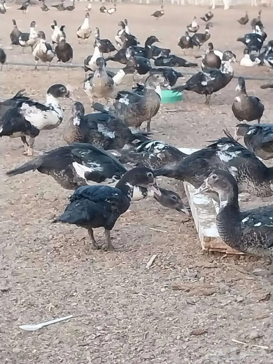 بط مصري 6