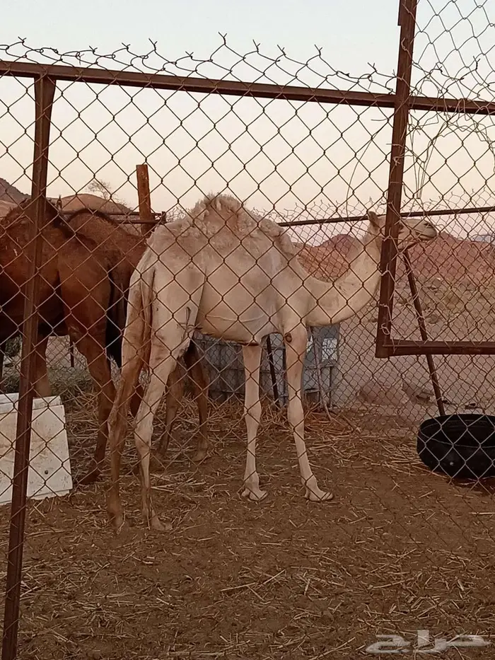 بكره حره سلاله 1